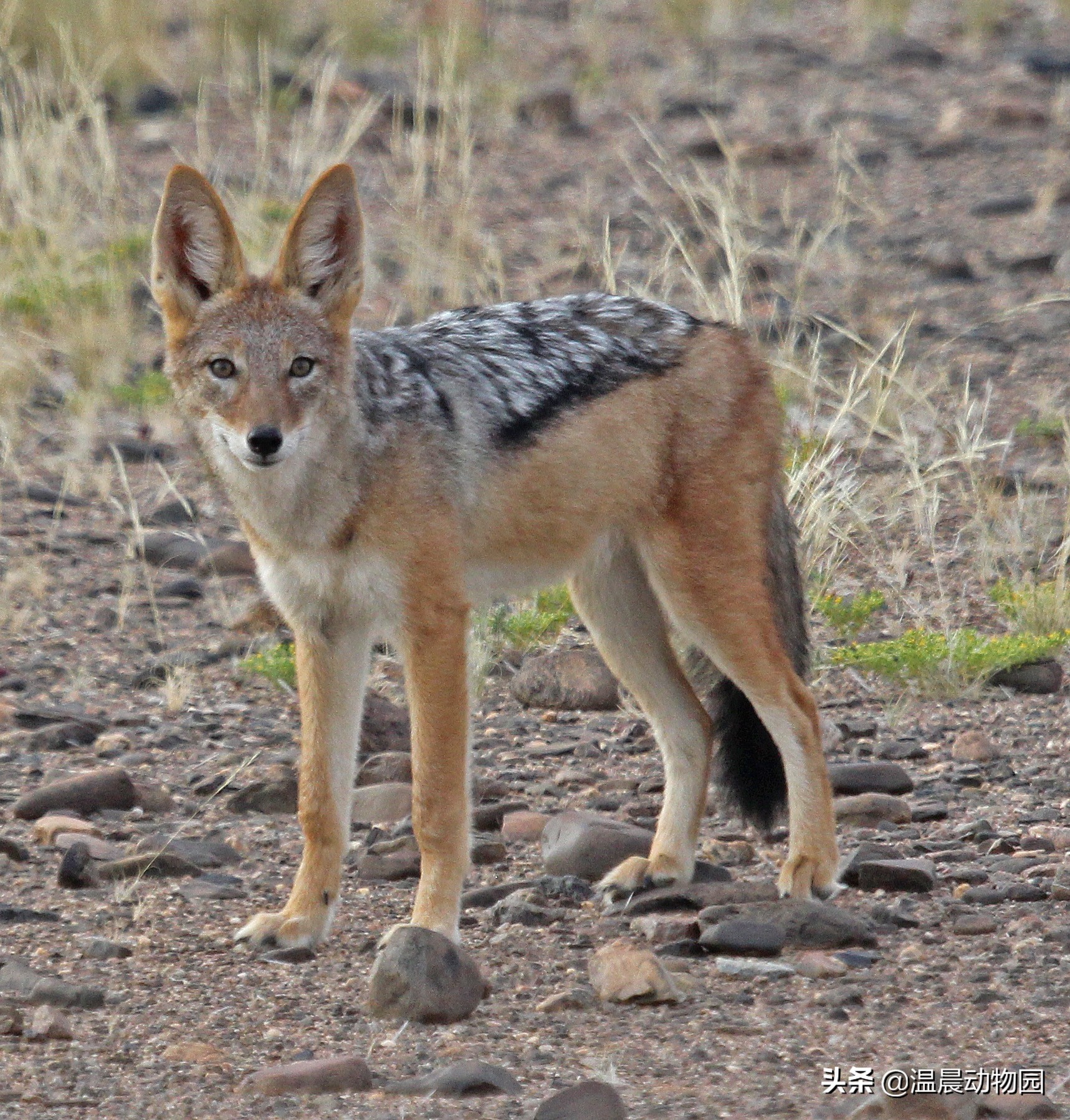 辟谣:黑背胡狼在非洲很受宠?大型食肉动物不爱理它有这三个原因