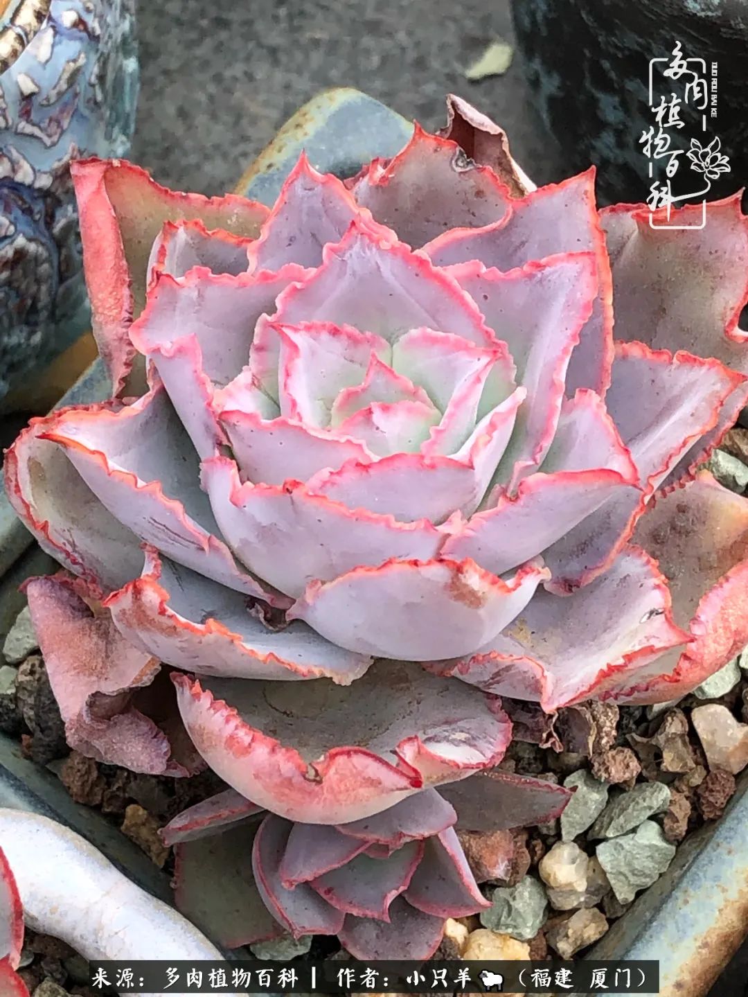 大城小爱:养多肉是个愉快的过程,种下去就有了无尽的期待