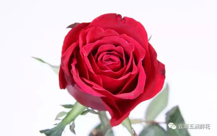 开花店前期花材怎么选购,开花店需要购买什么花材