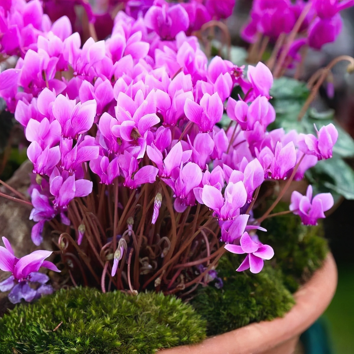 除甲醛最好的10种花,养什么花除甲醛最好