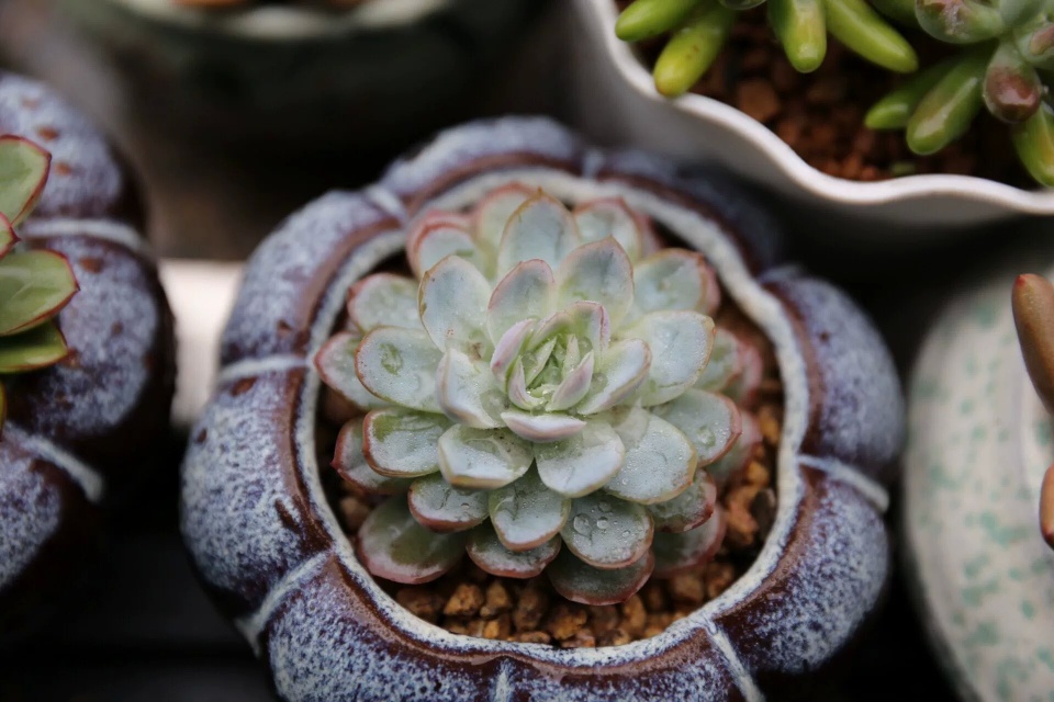 多肉黑霉用不用剪掉,多肉黑茎咋办