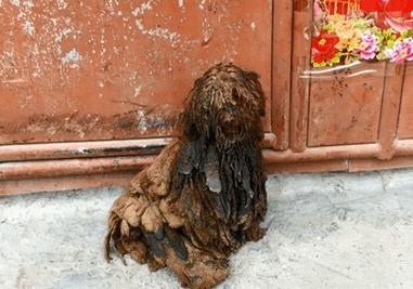 二狗泰迪,泰迪为啥会烂大街