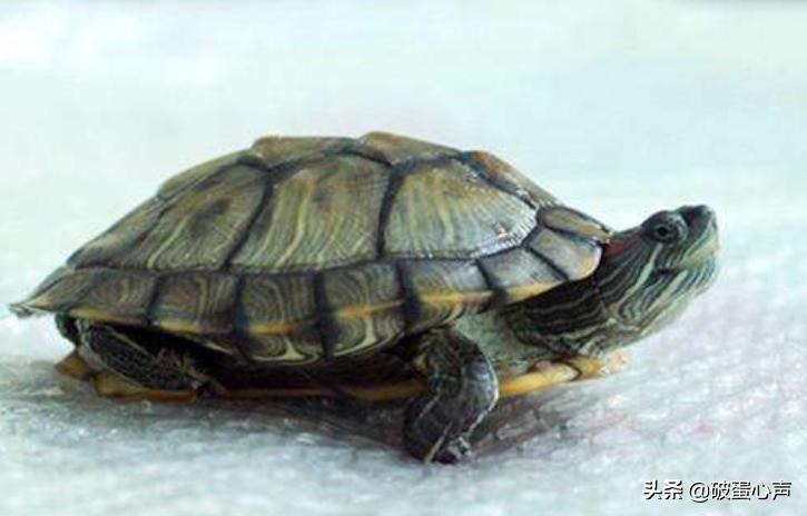 养龟到底换不换水好养活,养龟应注意哪几点