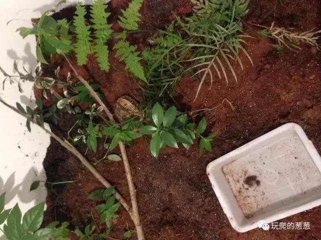 半水龟环境建造,椰土养半水龟