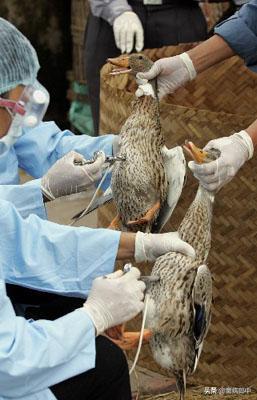 鸭眼流粘液,鸭支原体