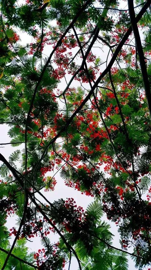 夜深花睡去全诗,夜深花睡去最是念故人