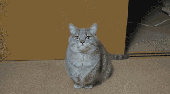 猫咪脱臼复位后好久恢复,猫咪下巴脱臼了可以治愈吗