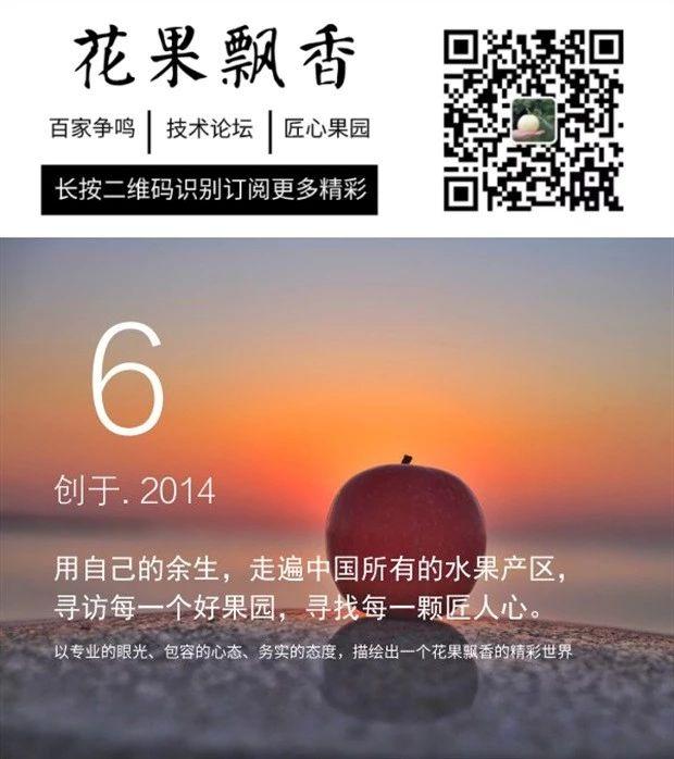 吴小平有机阳光玫瑰葡萄,吴小平的葡萄熟了