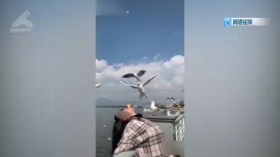 “屎到淋头”？嘴叼面包喂昆明海鸥大家最担心的事情发生了？