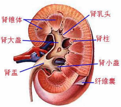couldn'tconnecttohost