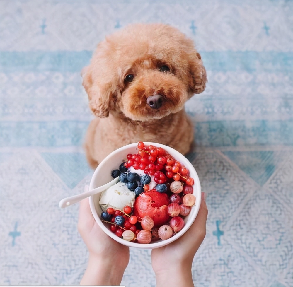 挑食的泰迪吃哪种狗粮,泰迪挑食泡狗粮用勺子喂