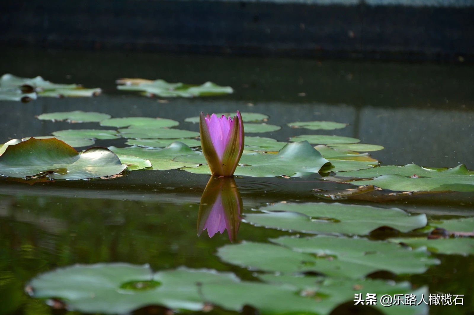 深圳园博园有什么好玩的,深圳园博园旅游指南
