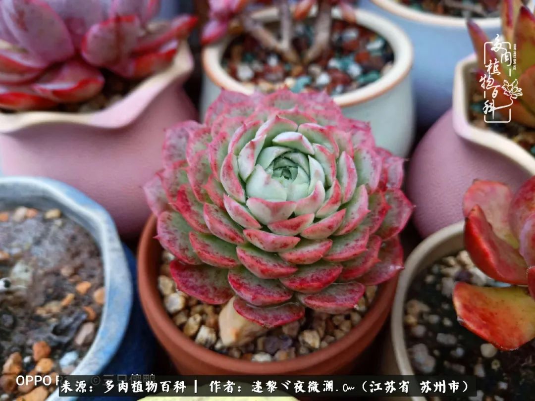 围观多肉版武林大会，一起穿越吧,下