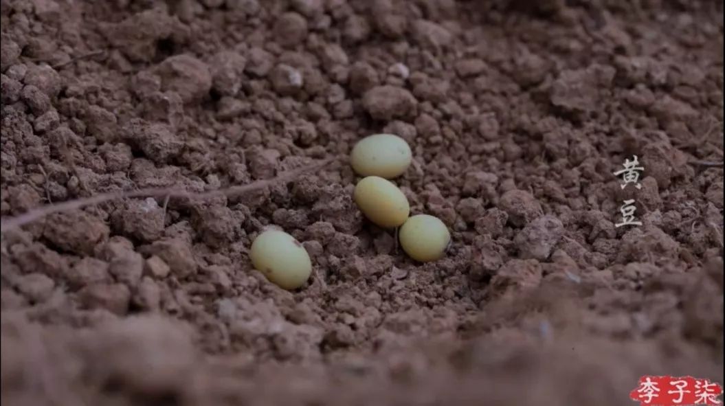 李子柒犯的“强迫症”,每位项目经理都有