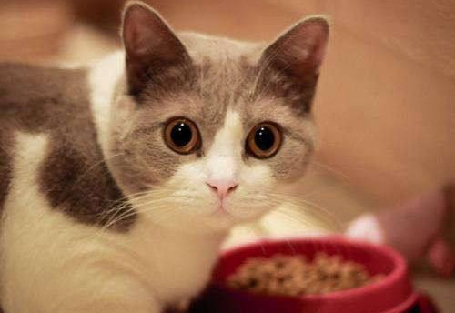 奇妙猫咪物语70天,奇妙猫咪物语