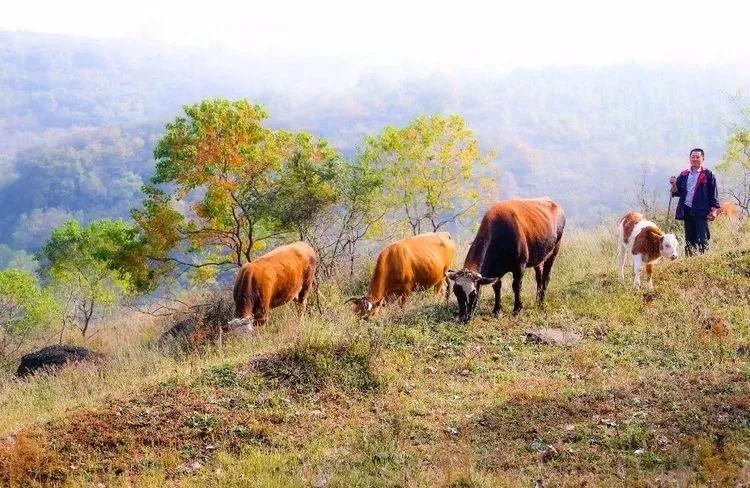 盱眙铁山寺：飘渺林雾入画境