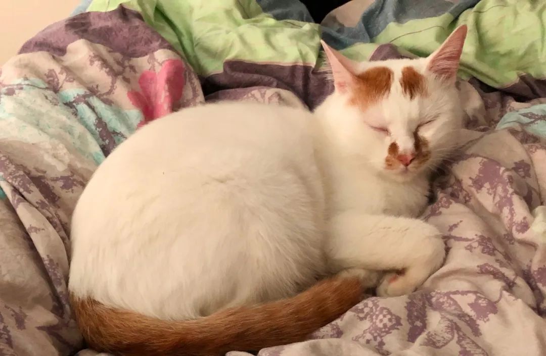 猫狗怎么养会胖,猫狗体型差