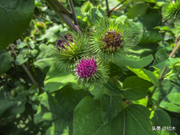 刺梨种植技术全过程,刺梨种植前景分析报告