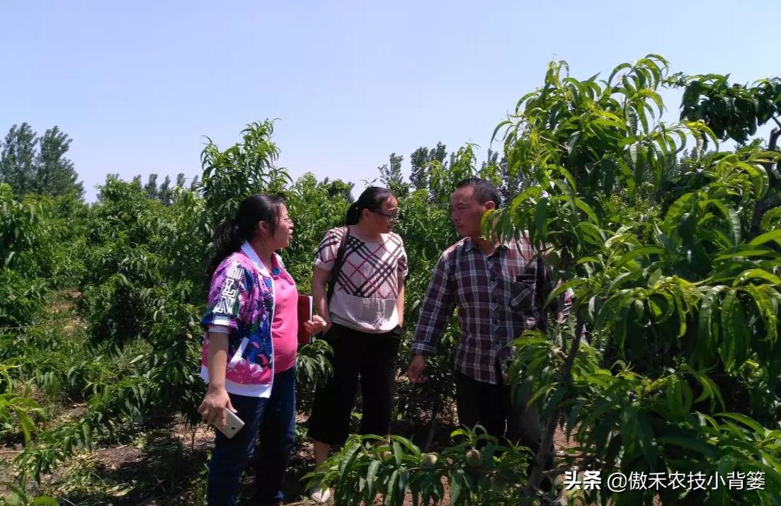 八年从未修剪过的桃树如何修剪,桃树修剪是早剪好还是开春剪好