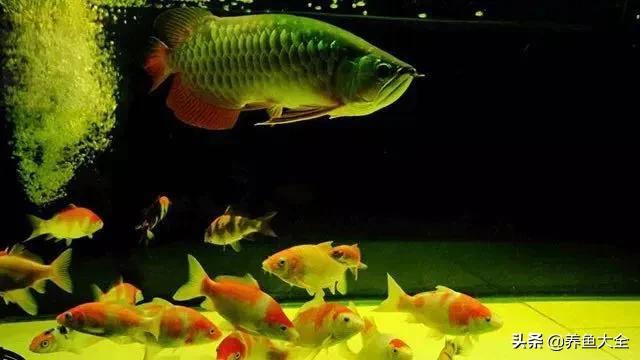 锦鲤和龙鱼混养温度多少合适,当锦鲤