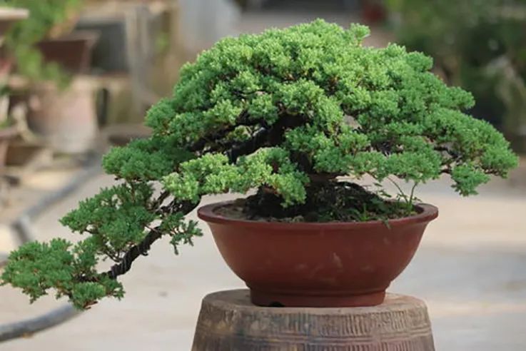 盆景地柏叶片怎么造型,造型盆景怎么养护