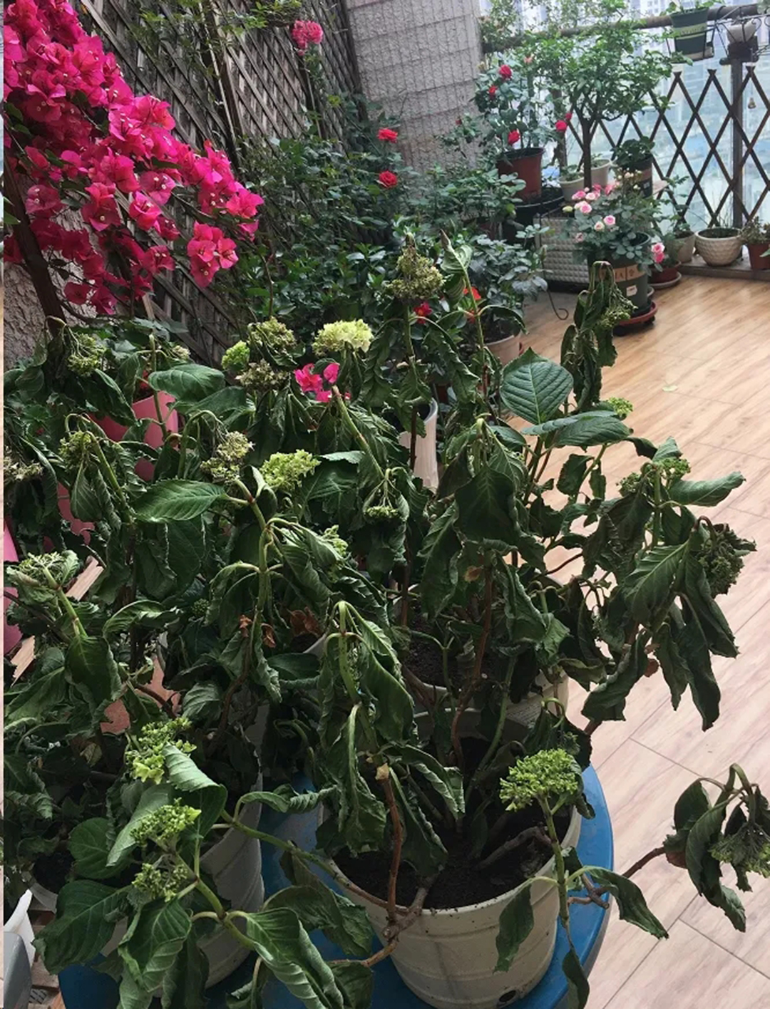 绣球盆土还湿为什么花却蔫了,绣球闷根护心土少了还能活吗