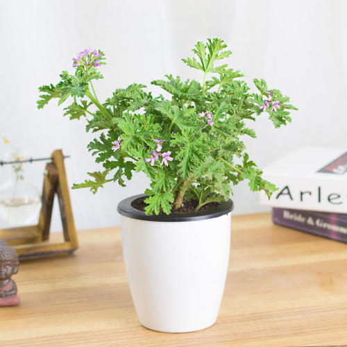 5月蚊虫可真多，卧室摆上几盆花，虫子跑光光，睡觉更舒服！