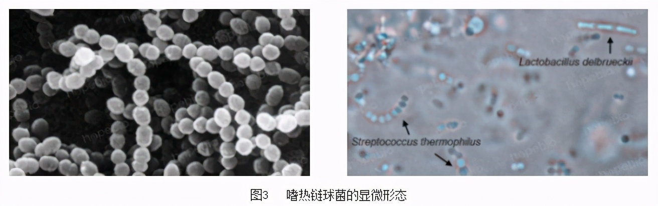 鉴定乳酸菌的常用的培养基是什么,乳酸菌微生物检测