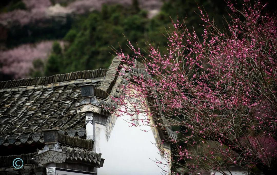 安徽春天美丽的视频,安徽美丽的春天