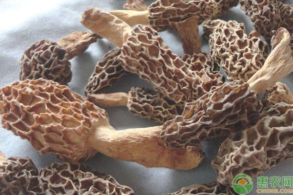 干菌子多少钱一斤,市场上常见的干菌子