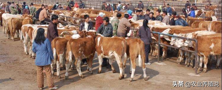 牛贩子承诺死牛包赔，看似靠谱，真的可信吗？