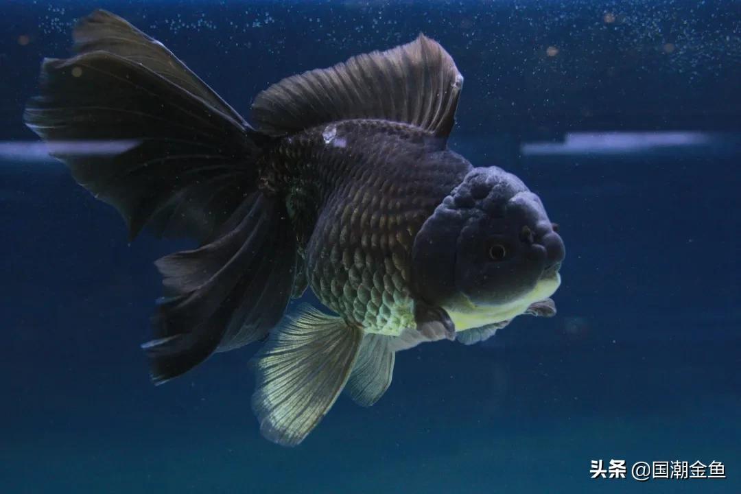 福州传统金鱼,福州国潮金鱼