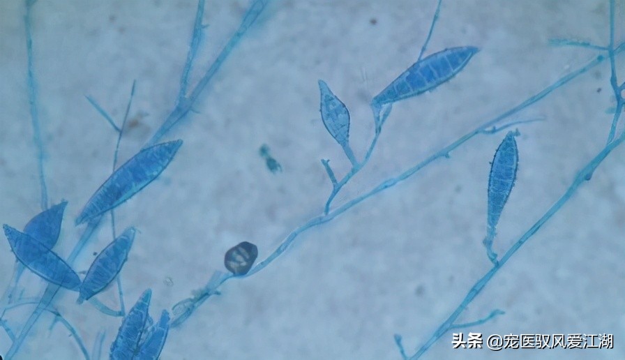 如何快速治疗猫咪猫癣,猫癣猫咪如何预防