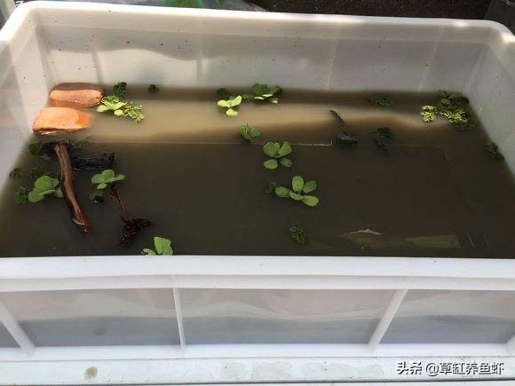 新手养龟和老手养龟推荐,深水养龟和浅水养龟哪个方法好