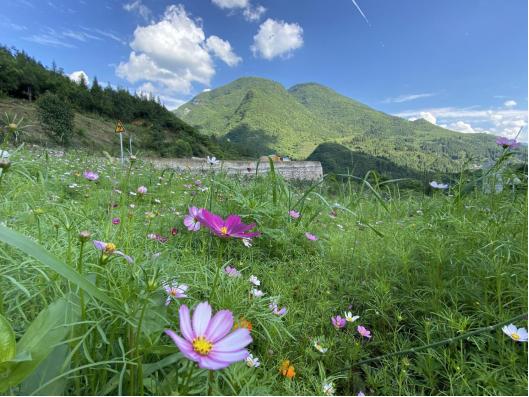 重庆贵州避暑旅游景点,离重庆最近的贵州避暑胜地