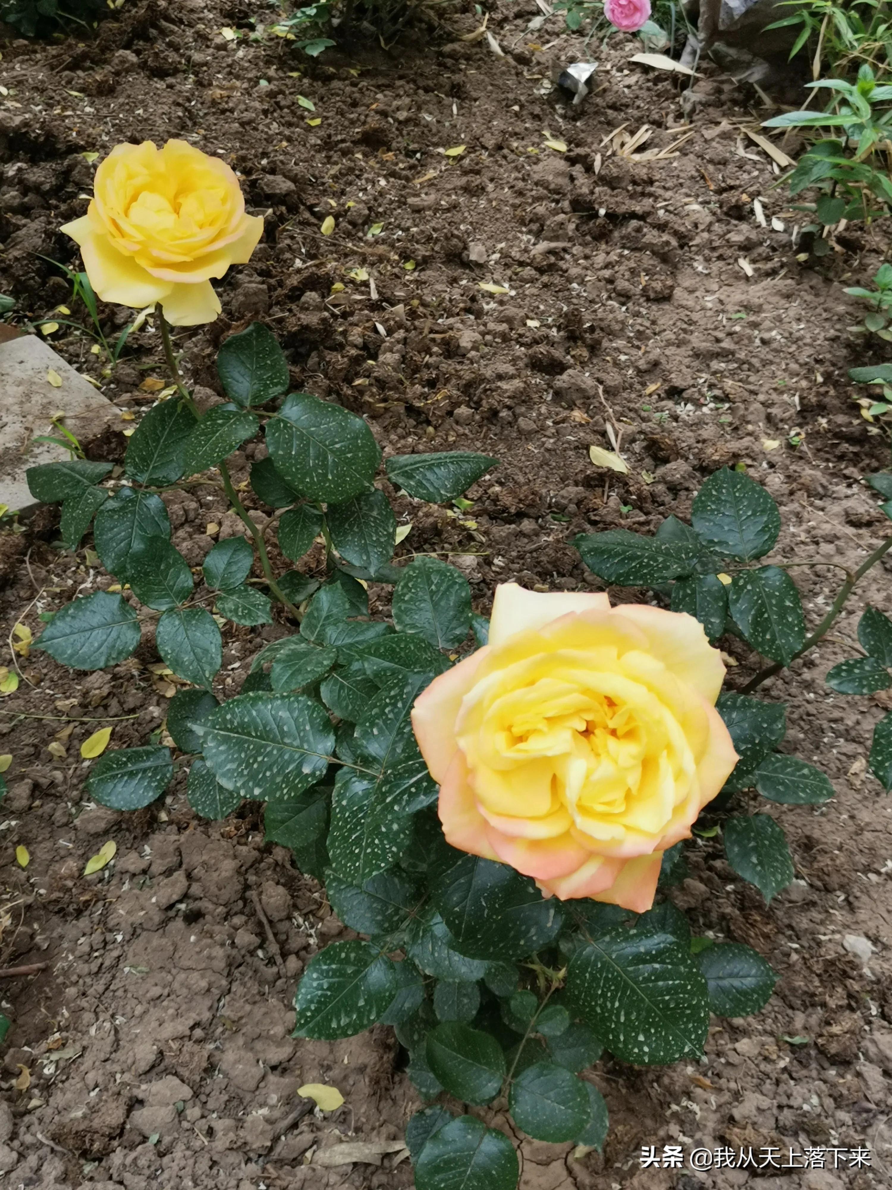 100张花朵美图,100张花图片大全