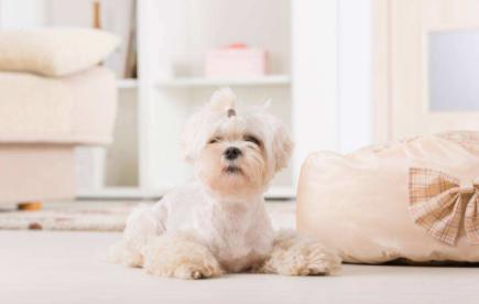 小狗崽不听话可以打吗,小狗崽一直咬东西怎么回事