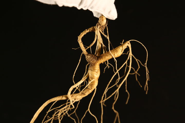 吃人参原浆是不是智商税,人参到底是智商税还是真补品