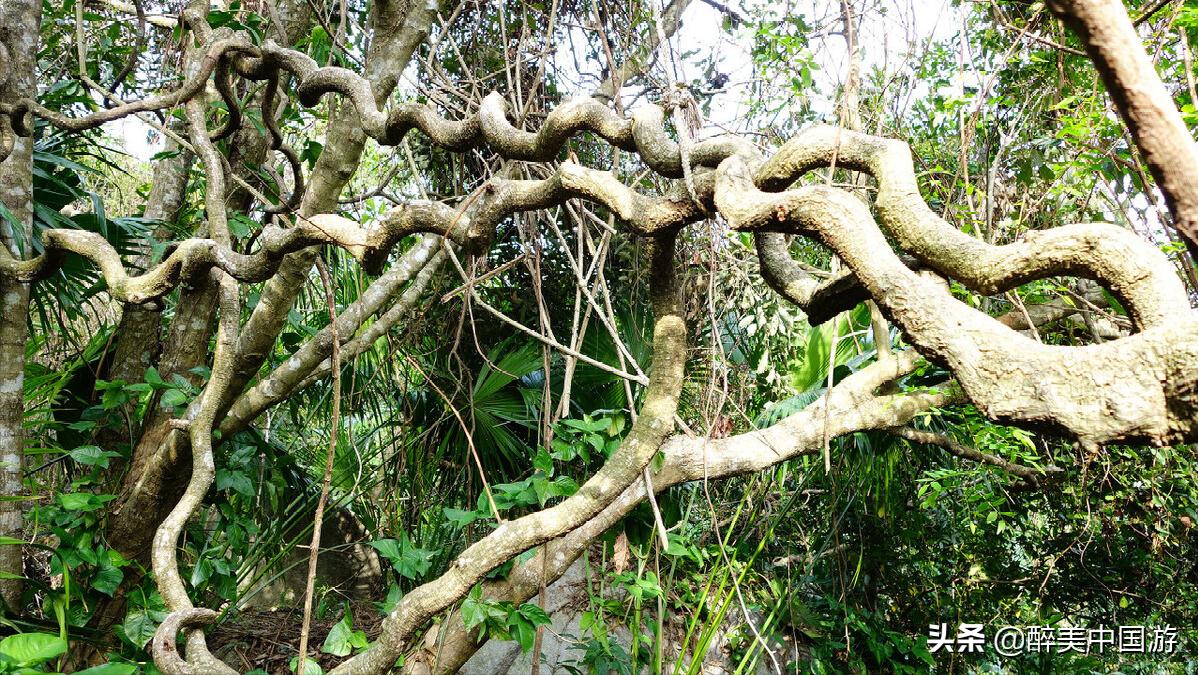 去三亚怎么才不会被坑,去三亚怎么玩跟不跟团