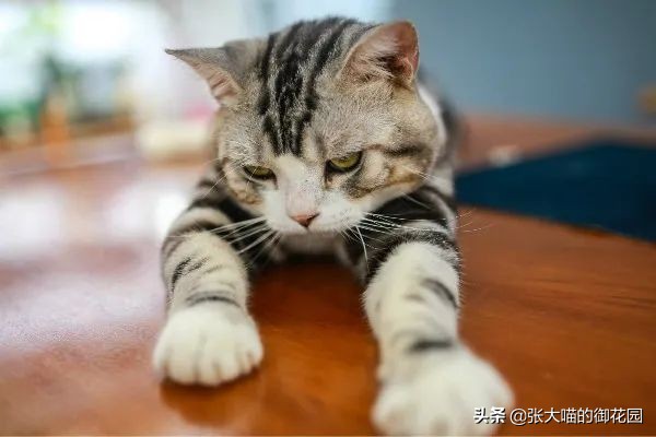 猫咪生过小猫还要绝育吗,为什么不建议猫生一窝再绝育