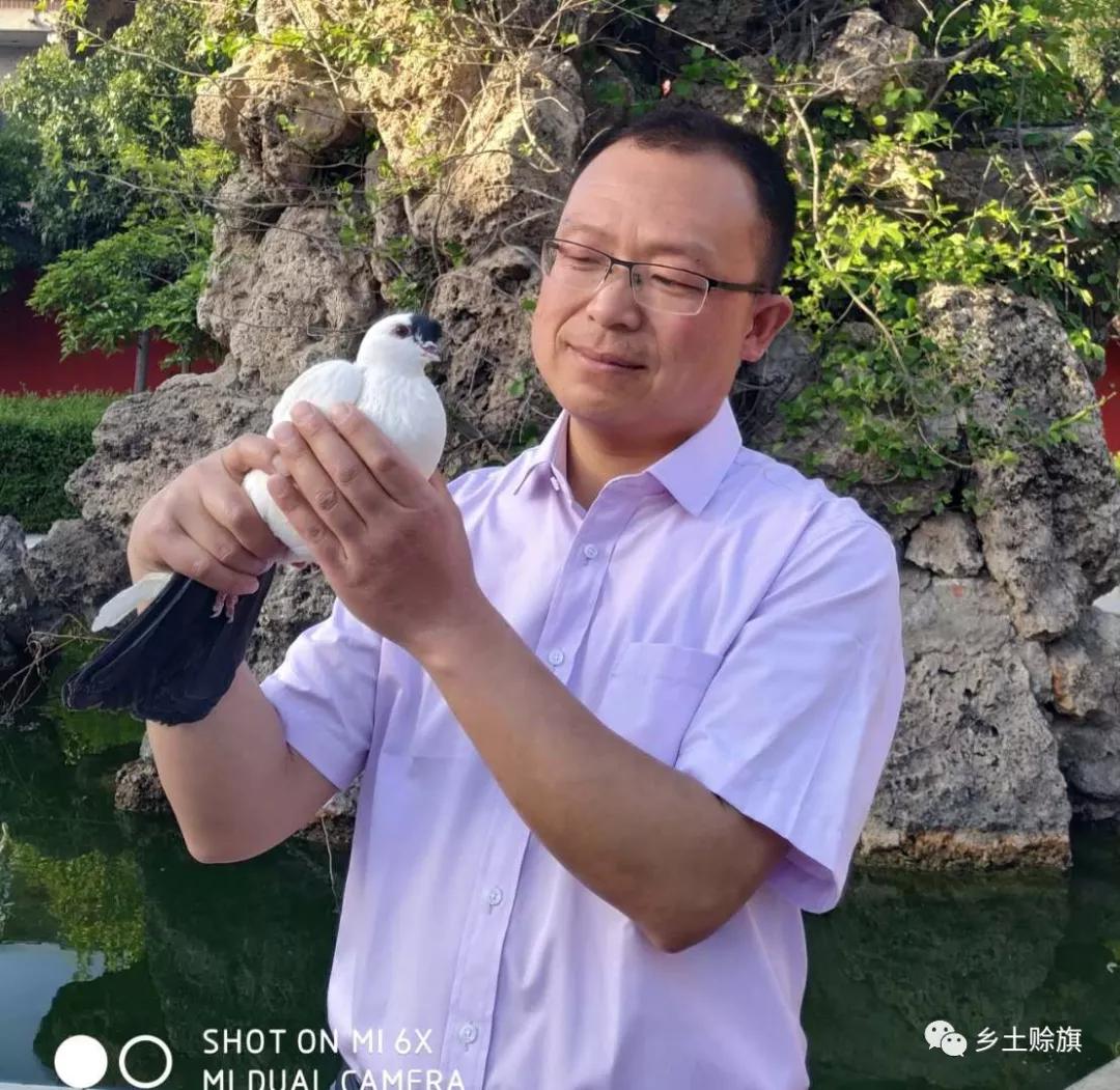 赊店鸽事之四鸽王末路