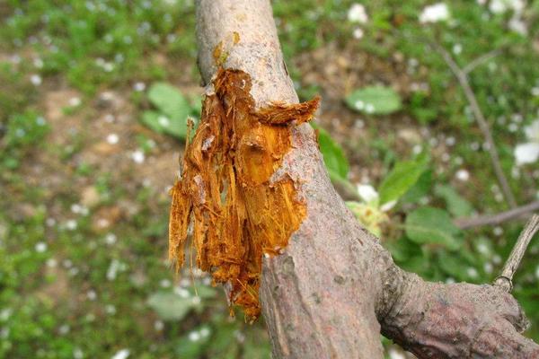 春季苹果树的管理技术视频播放,苹果树的春季管理打什么药