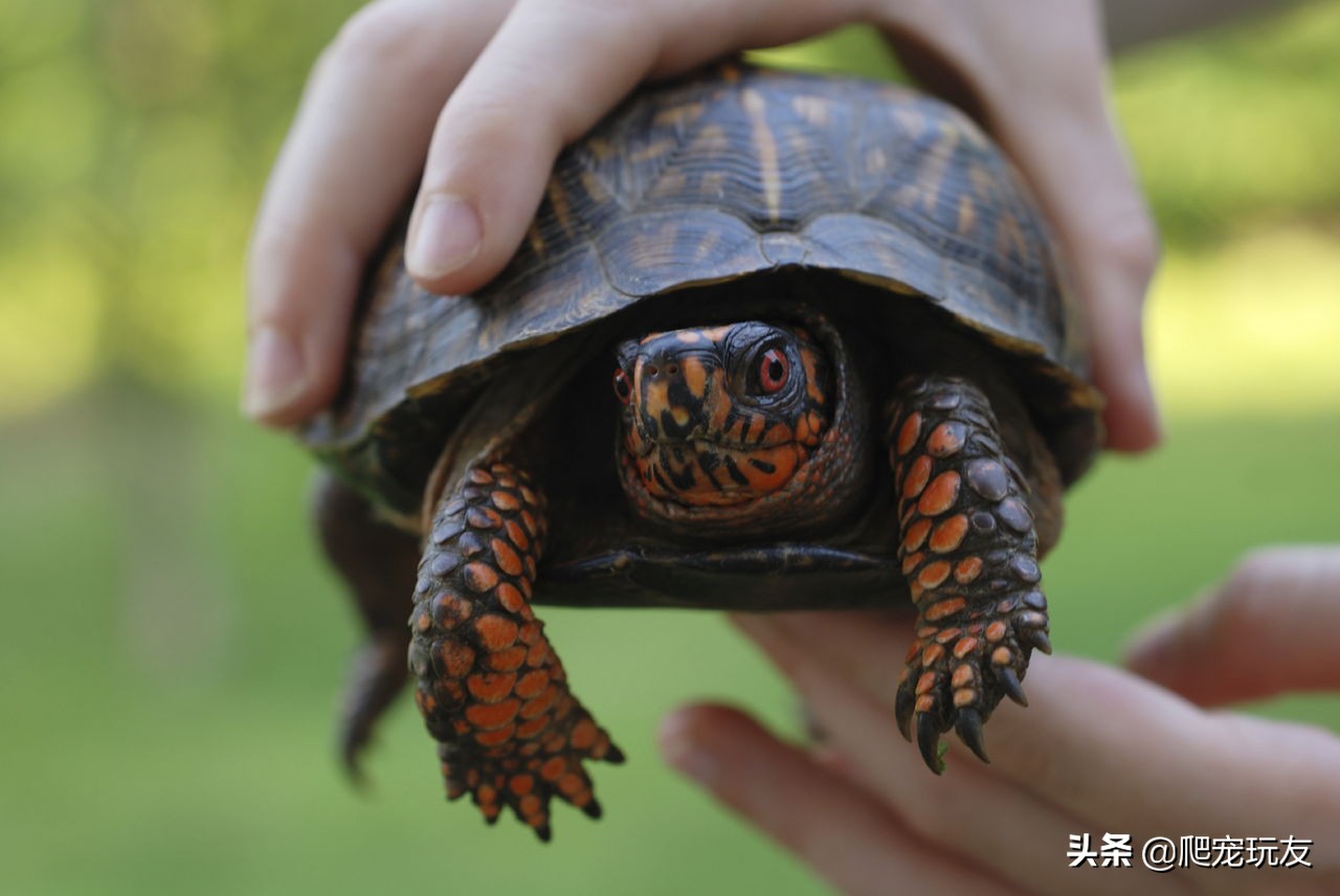 龟的嗅觉好吗,龟有记忆能力吗