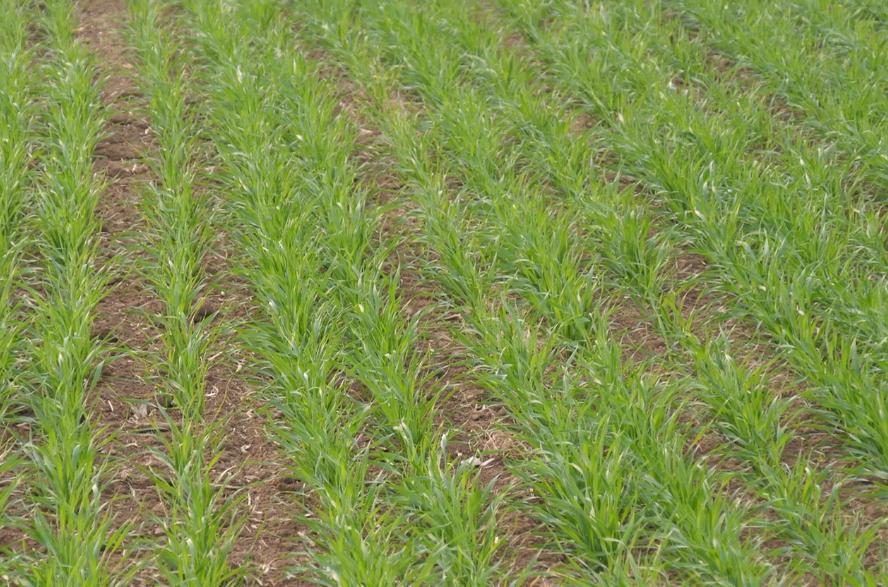 小麦种得晚产量低吗,旱地小麦为什么产量低