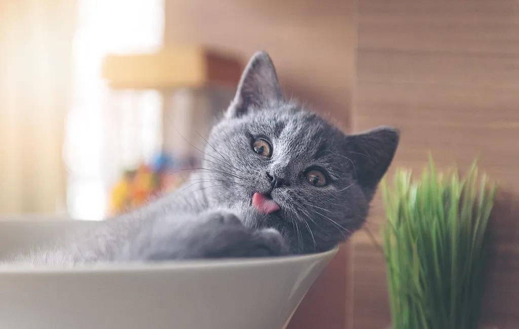 宠爱有家原创,宠爱有家小说