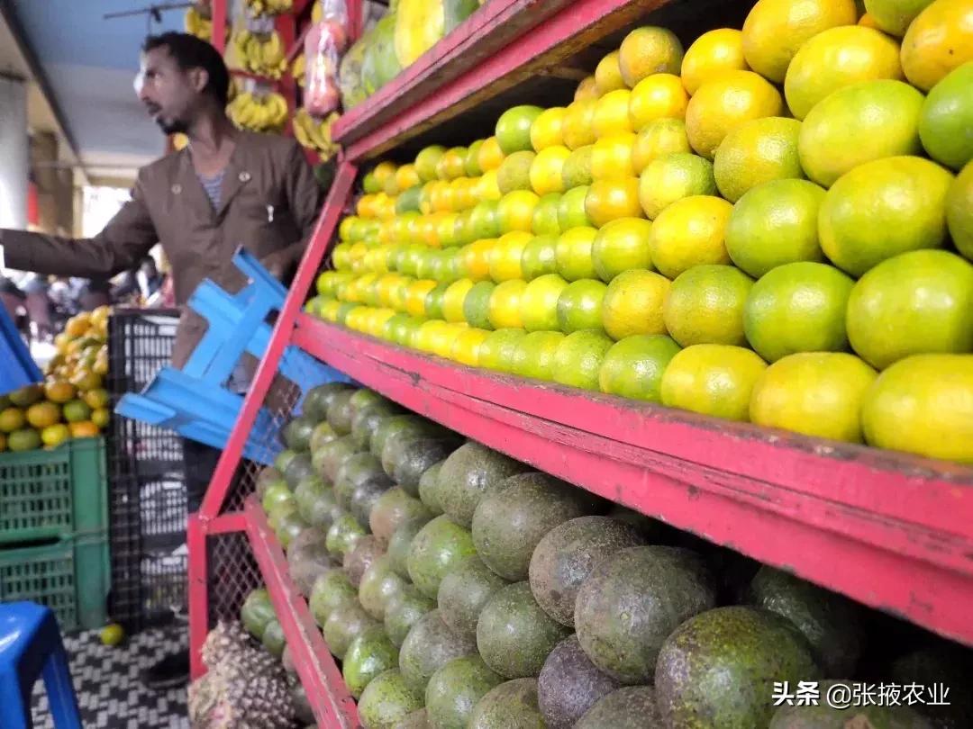 牛油果的健康骗局,牛油果是个骗局么