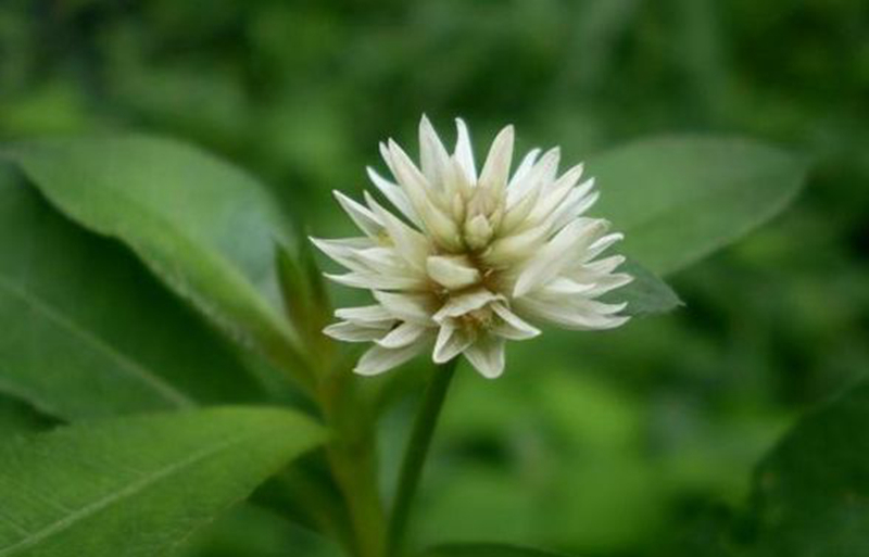 精灵之约•节气“植”说│上海的二十四节气花园小暑