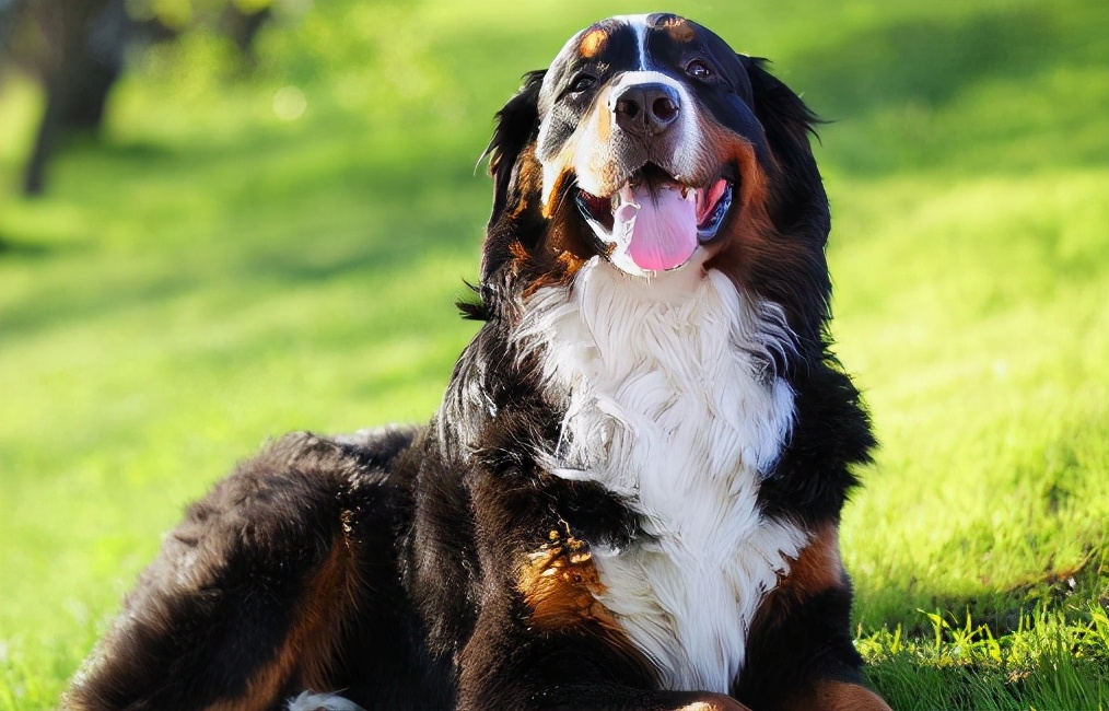 哪些适合家养的狗能保护主人,养哪种宠物狗不容易生病