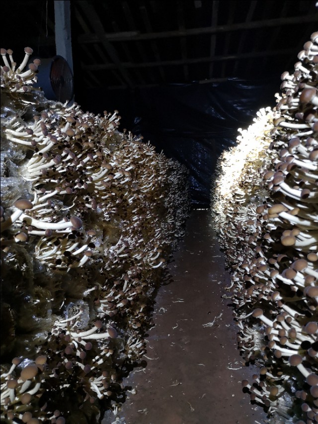 茶树菇如何处理不会有毒,茶树菇出菇管理方法