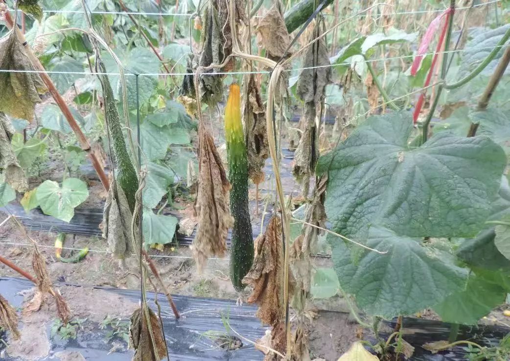 黄瓜瓜条病害图谱详解,黄瓜病害图谱和防治黄瓜药害